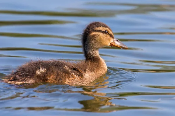 Mallard Πάπια Μωρό Στην Επιφάνεια Του Νερού Παπάκια Κολύμβηση — Φωτογραφία Αρχείου