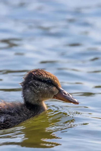 Mallard Duck Bebé Superficie Del Agua Patitos Natación — Foto de Stock