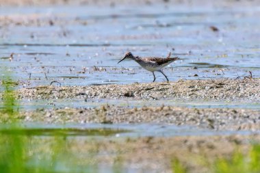 Çulluk, Çulluk Sığ Su 'da (Tringa glareola) Çulluk Kuş Çulluğu