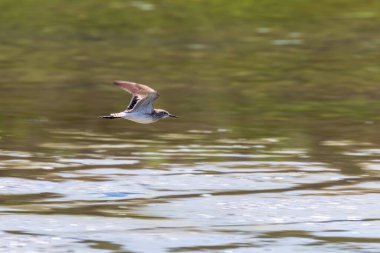 Çulluk, Orman Çulluğu Uçuşu (Tringa Glareola) Uçan Kuş