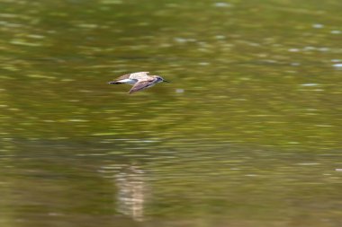 Çulluk, Orman Çulluğu Uçuşu (Tringa Glareola) Uçan Kuş