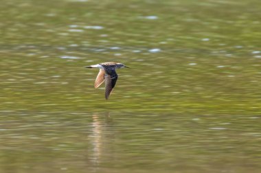 Çulluk, Orman Çulluğu Uçuşu (Tringa Glareola) Uçan Kuş