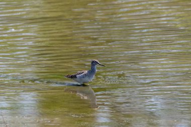 Uçan gri balıkçıl (Ardea cinerea). Doğal yaşam ortamında vahşi yaşam