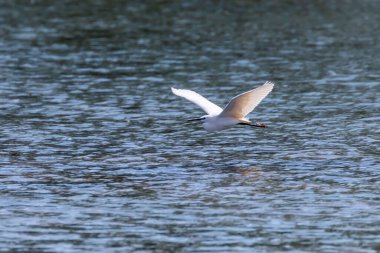 Küçük Akbalıkçıl (Egretta garzetta) Küçük Beyaz Balıkçıl