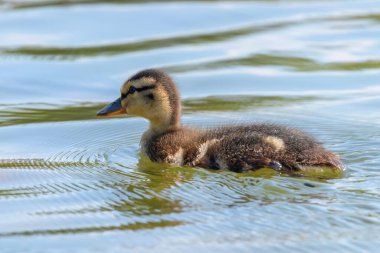 Su yüzeyinde ördek yavrusu, ördek yavrusu yüzüyor.