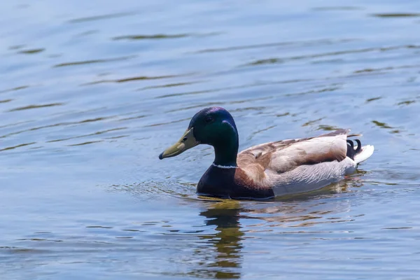 Pato Salvaje Mallard Anas Platyrhynchos Pato Macho —  Fotos de Stock