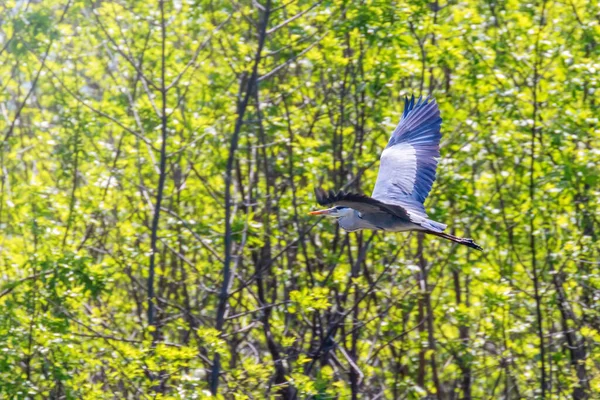 Πτήση Γκρίζου Ερωδιού Ardea Cinerea Άγρια Ζωή Στο Φυσικό Περιβάλλον — Φωτογραφία Αρχείου