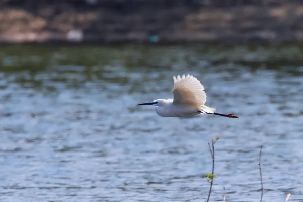 Silberreiher Flug Egretta Garzetta Silberreiher — Stockfoto