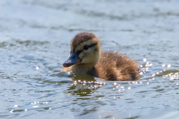 Mallard Πάπια Μωρό Στην Επιφάνεια Του Νερού Παπάκια Κολύμβηση — Φωτογραφία Αρχείου