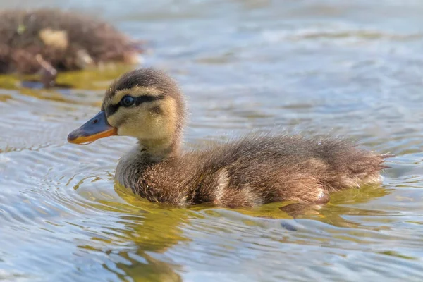 Mallard Πάπια Μωρό Στην Επιφάνεια Του Νερού Παπάκια Κολύμβηση — Φωτογραφία Αρχείου