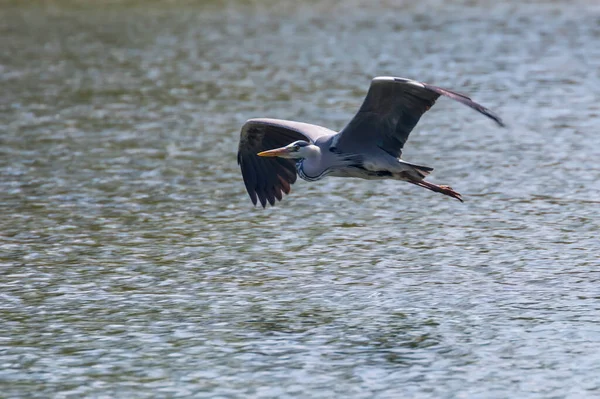 Gray Heron Ardea Cinerea Flying Wildlife Natural Habitat — Stock Photo, Image