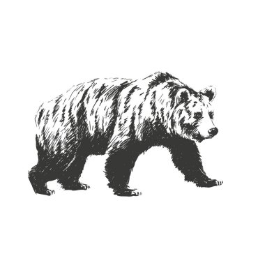 black and white engrave isolated vector bear. See also other animals. clipart