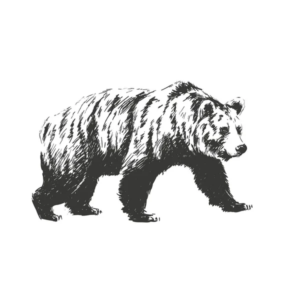 Black and white engrave isolated vector bear. See also other animals. — Stock Vector