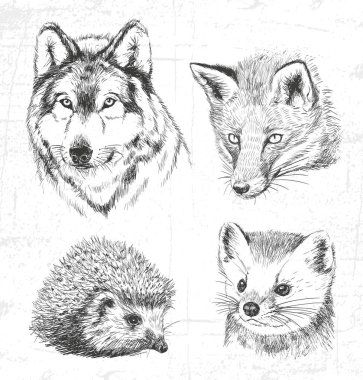 Hayvanlar orman: kurt, sansar, kirpi, fox. Ayrıca hayvanların diğer kümeleri bkz:.