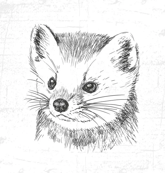 Marten, animales salvajes. Ver también los otros grupos de animales . — Vector de stock