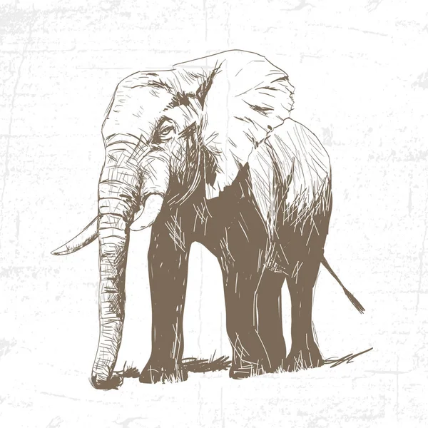 Ilustración vectorial del elefante grabado sobre fondo blanco — Archivo Imágenes Vectoriales