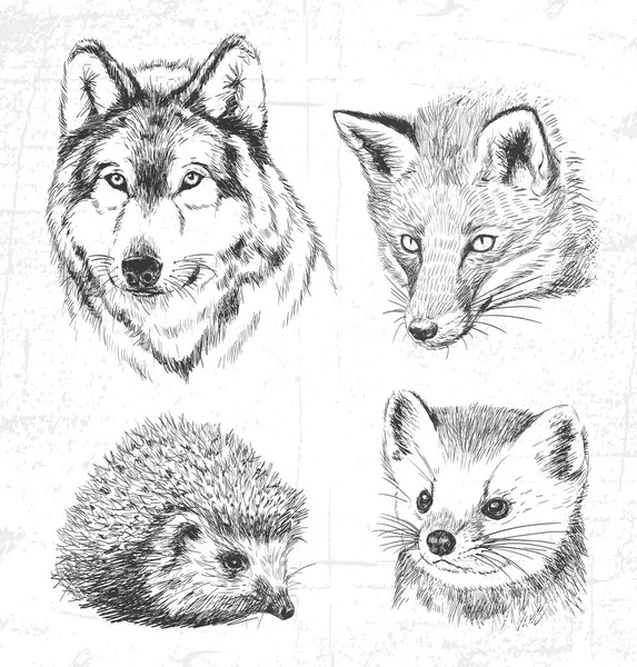 Animaux de la forêt : loup, martre, hérisson, renard. Voir aussi d'autres groupes d'animaux . — Image vectorielle