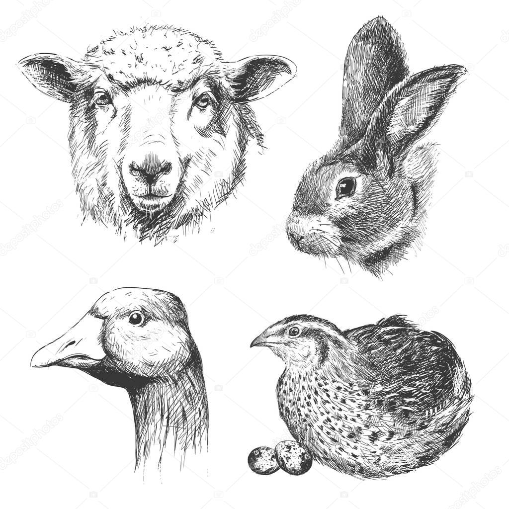 Farm animals vintage set, vector. See also other sets of animals.