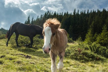 Güzel atlar otlatma 