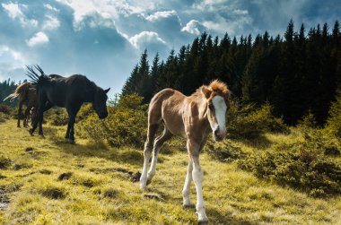 Güzel atlar otlatma 