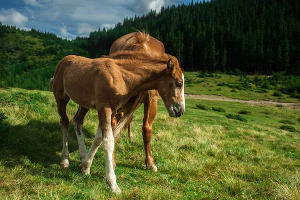 Hermosos caballos en el campo verde — Foto de Stock