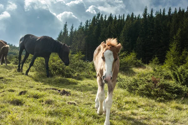Güzel atlar otlatma 
