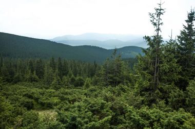 güzel Karpat Dağları