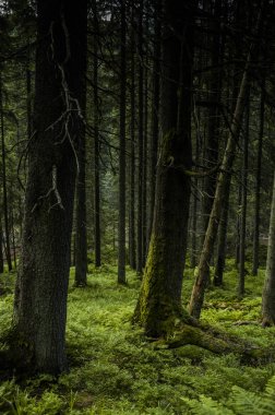 Karpat Dağları'nda orman