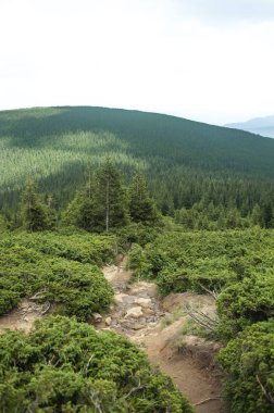 güzel Karpat Dağları