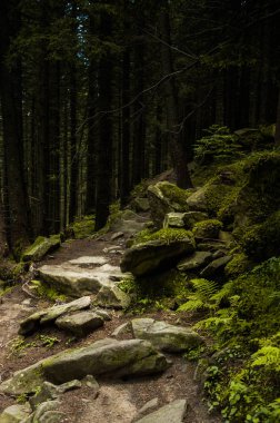 Karpat Dağları'nda orman