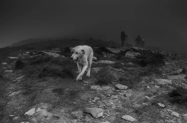 Mensch und Hund in den Karpaten — Stockfoto