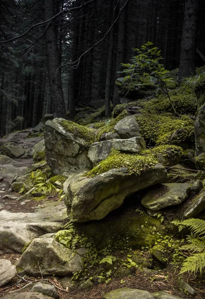 Floresta nas montanhas dos Cárpatos — Fotografia de Stock