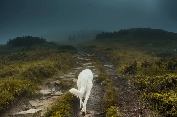 Άτομα και το σκυλί στα Καρπάθια Όρη — Φωτογραφία Αρχείου