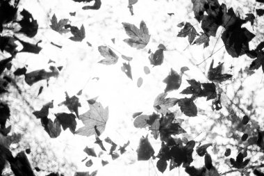 Tavan penceresinden dökülen yapraklar