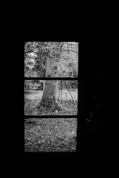 Sonbahar Turuncu Ağacının Penceresinden Bakıyorum — Stok fotoğraf