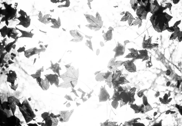 Πεσμένα Φύλλα Μέσα Από Παράθυρο Οροφής — Φωτογραφία Αρχείου