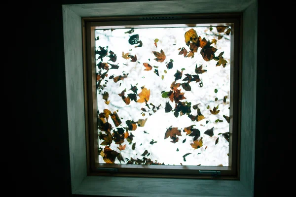 Fallen leaves through the ceiling window