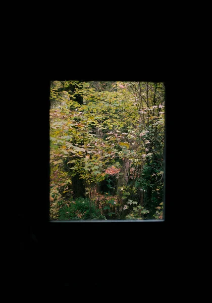 Blick Durch Das Fenster Auf Den Orangefarbenen Herbstbaum — Stockfoto