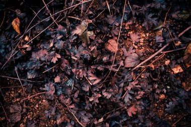 Bir bahçede yere yığılmış sonbahar yaprakları.