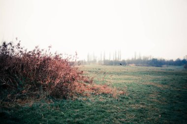 Sonbahar atmosferik manzara karanlık ve donuk