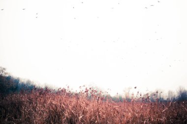 Sonbahar atmosferik manzara karanlık ve donuk