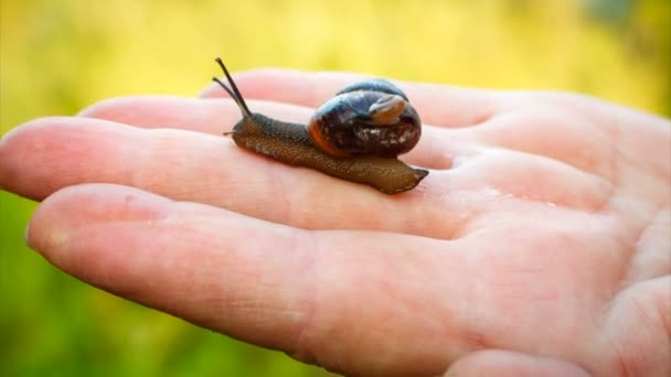 Kleine slak zit op een grote slak shell. ze kruipen op een mans hand. slakken familie — Stockvideo