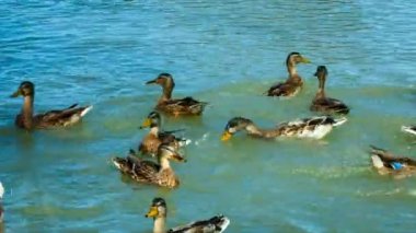 Mallard sektirmek gölde yüzmeye sürüsü. Onlar ekmek yemek.