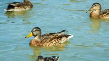 Bir su üzerinde oturan bir ördek