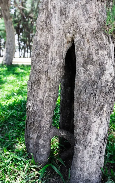 Tronco de pino con un agujero en las raíces — Foto de Stock