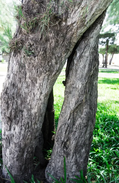 Kmen borovice s otvorem na kořeny — Stock fotografie