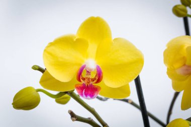 Beyaz arkaplanlı üç altın orkide çiçeği.