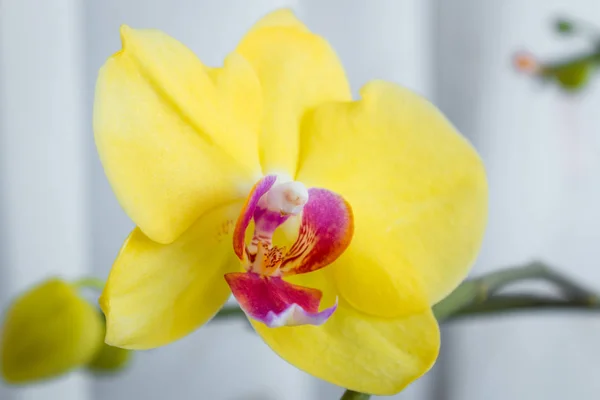 Tre fiori d'oro orchidea con gambo su sfondo bianco . — Foto Stock