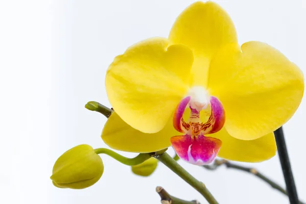 Trois fleurs d'orchidée d'or avec tige sur fond blanc . — Photo