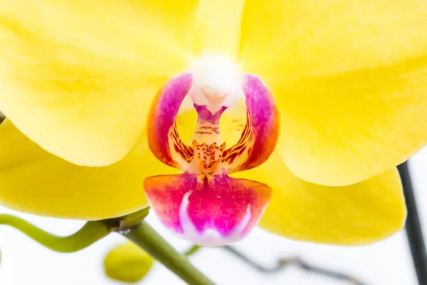 Trois fleurs d'orchidée d'or avec tige sur fond blanc . — Photo